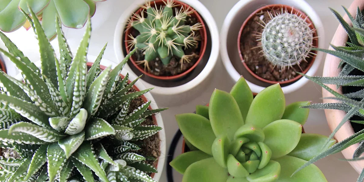 Cacti and Succulents – Snakeroot Botanicals