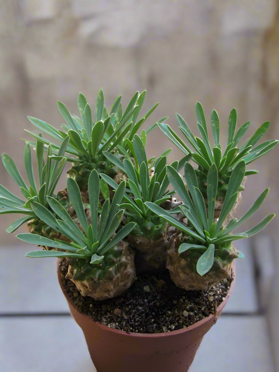 Euphorbia Bupleurifolia