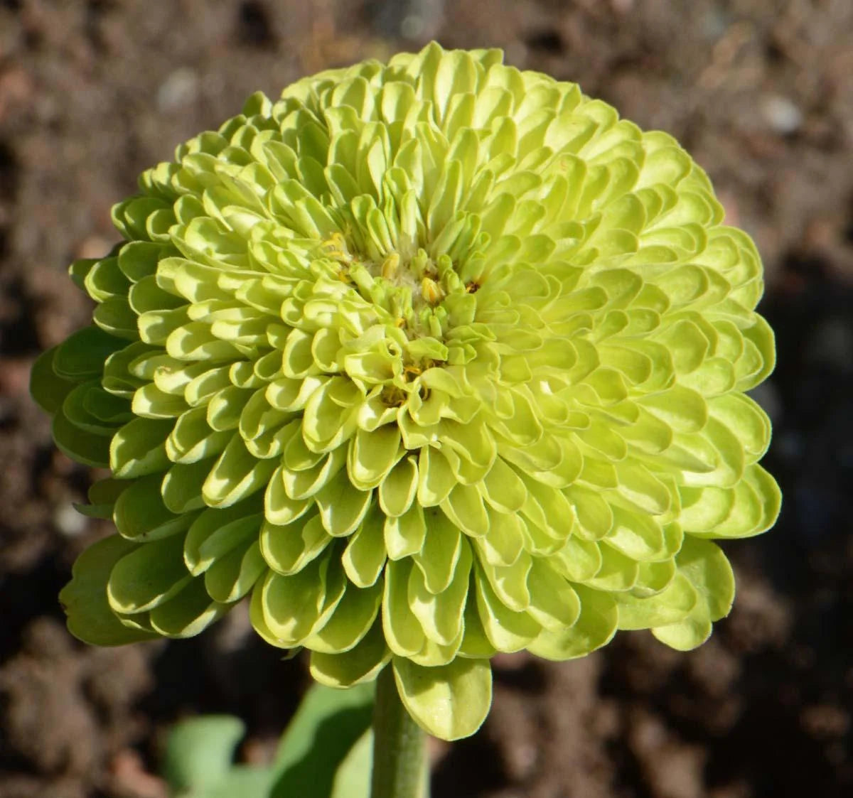 Flower, Envy Zinnia Seeds
