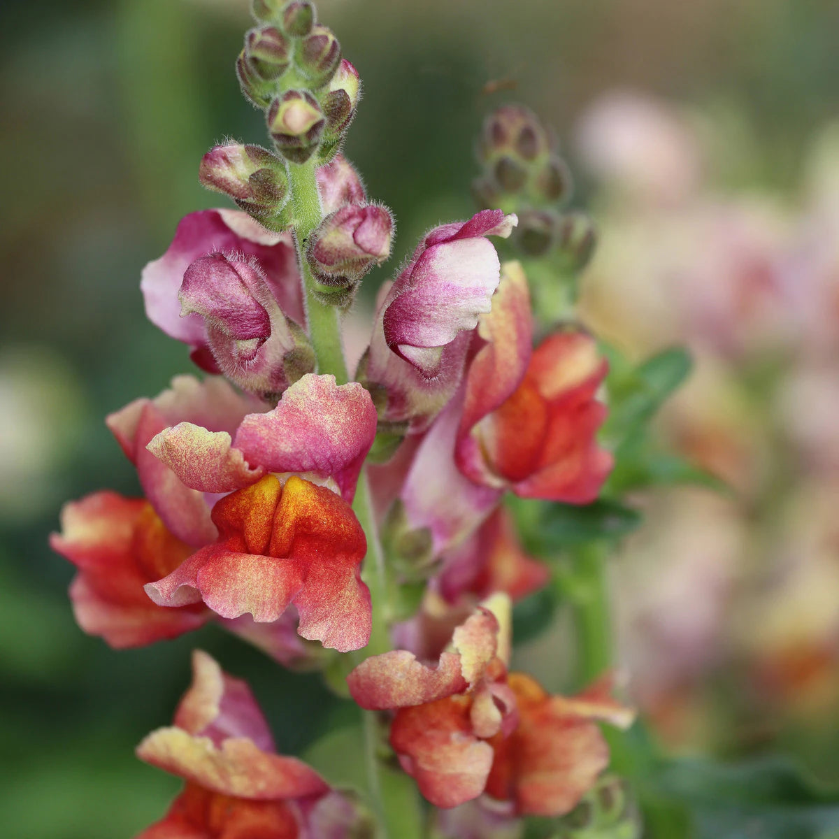 Flower, Snapdragon Tetra Mix Seeds