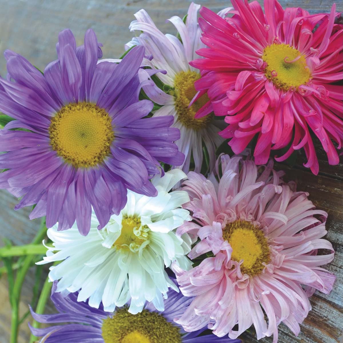 Flower, Aster Crego Mix Seeds