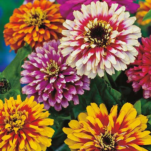Flower, Whirlygig Mix Zinnia Seeds