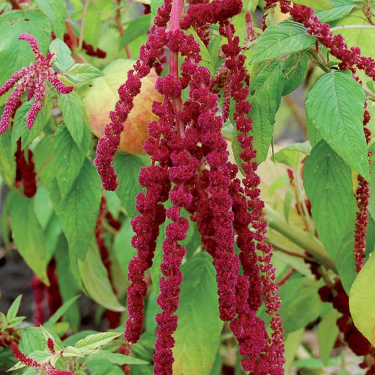 Flower, Love-Lies-Bleeding Seeds