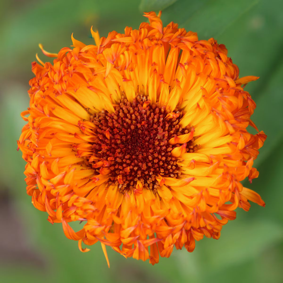 Flower, Neon Calendula Seeds