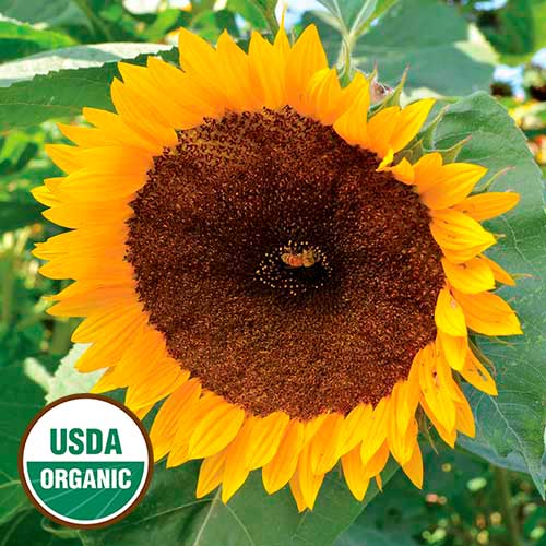 Sunflower, Taiyo Organic Seeds