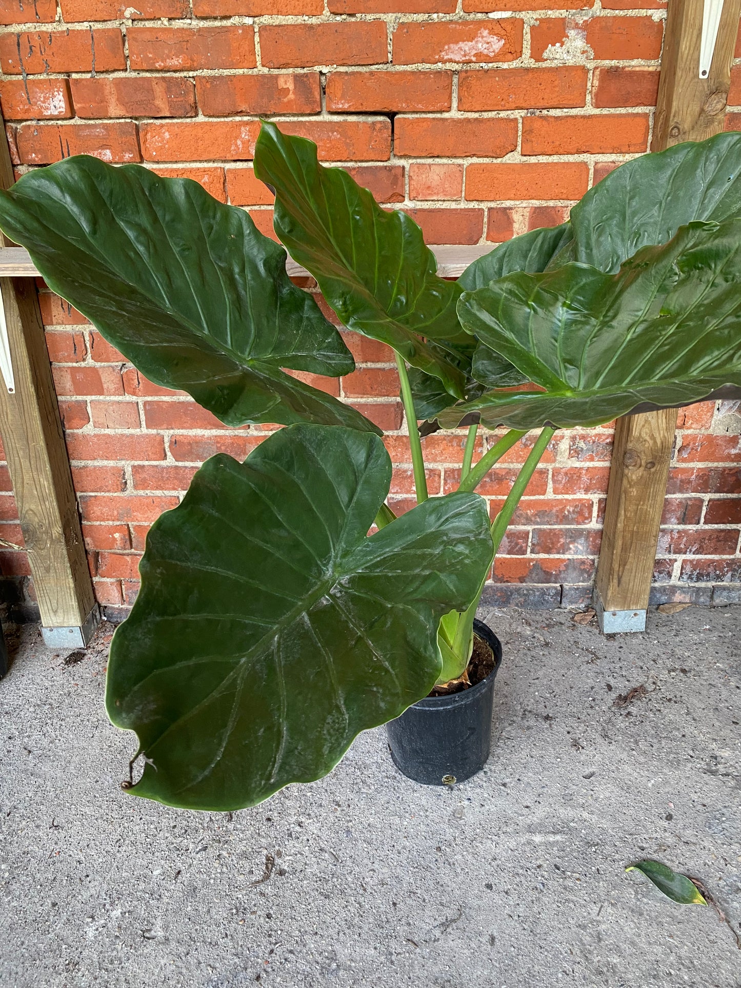 Alocasia wentii