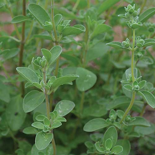 Herb, Sweet Marjoram