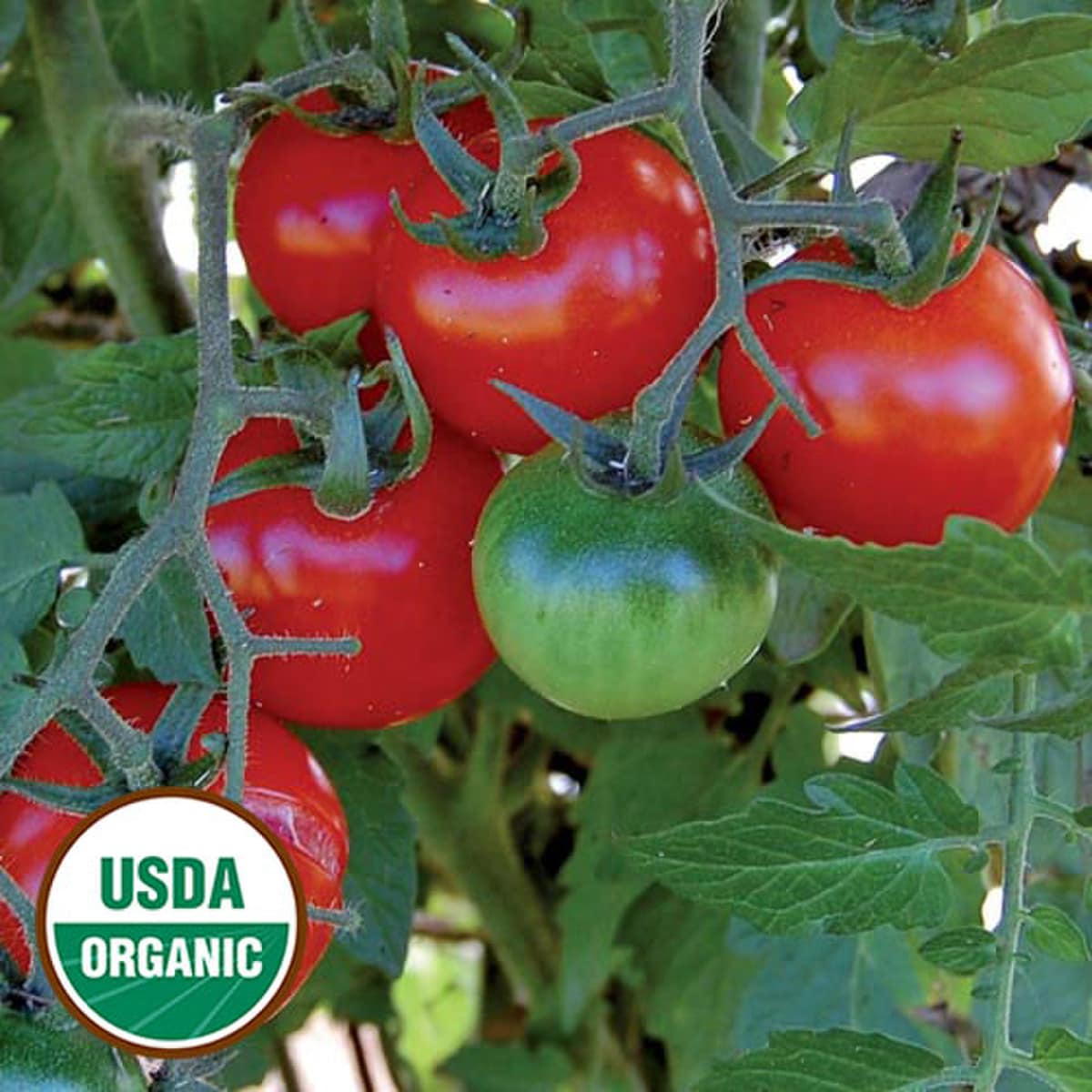 Tomato, Large Red Cherry Organic Seeds
