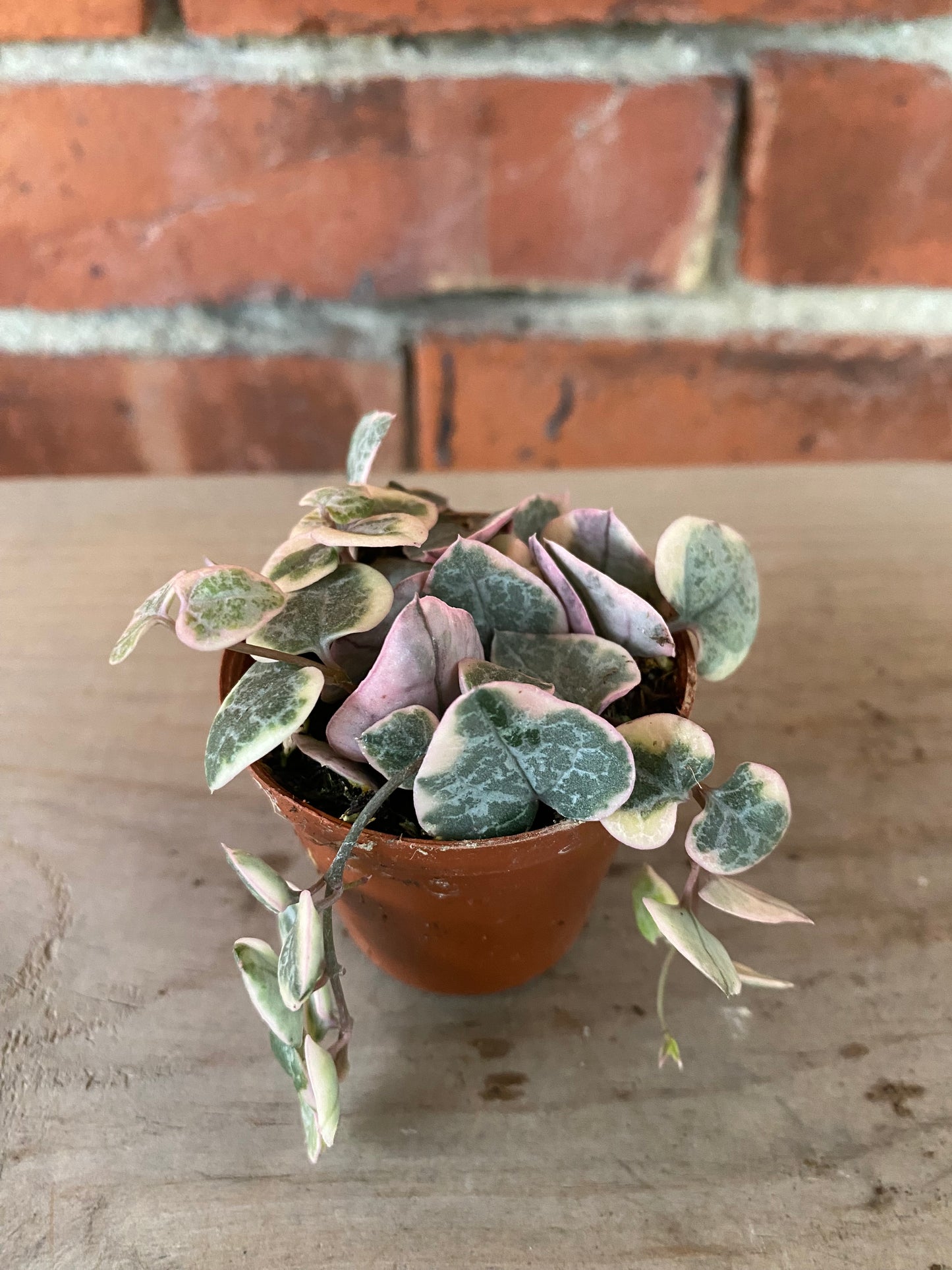 Ceropegia 'String of Hearts Variegated'