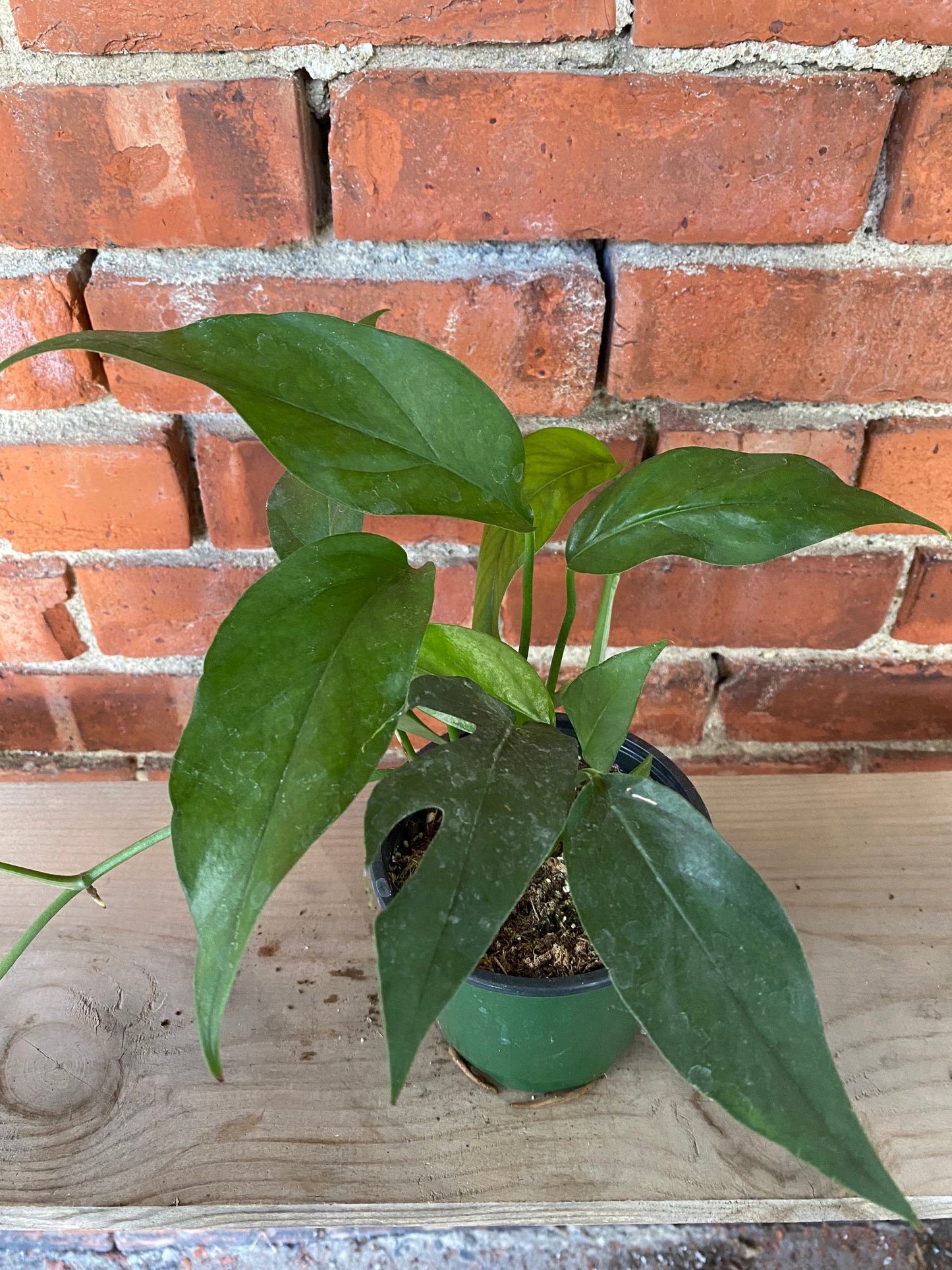 Epipremnum pinnatum ‘Baltic Blue Pothos’