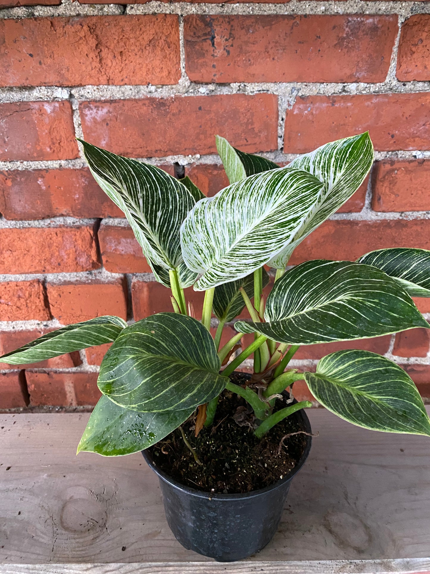 Philodendron 'Birkin'