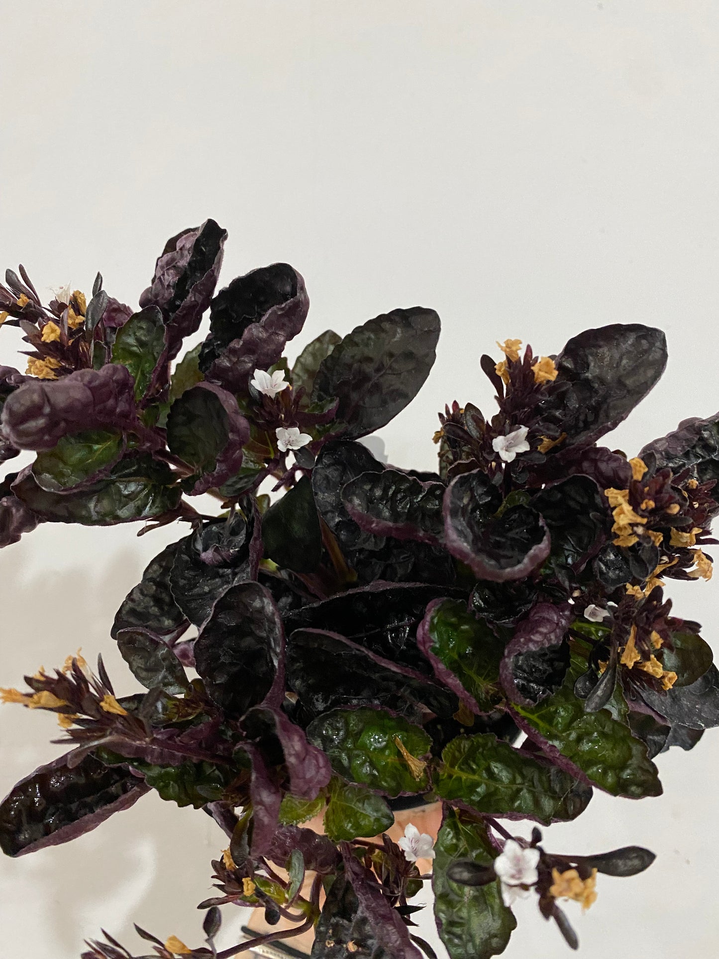 Hemigraphis alternata ‘Waffle Plant’