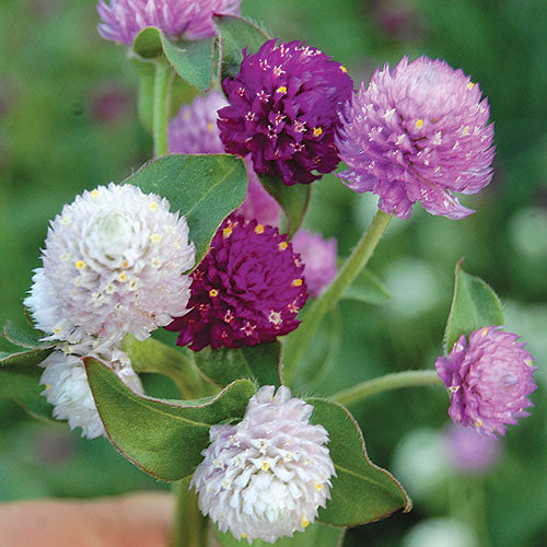Flower, Globe Amaranth Seeds