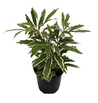 Aralia elegantissima 'Variegated Blanca'