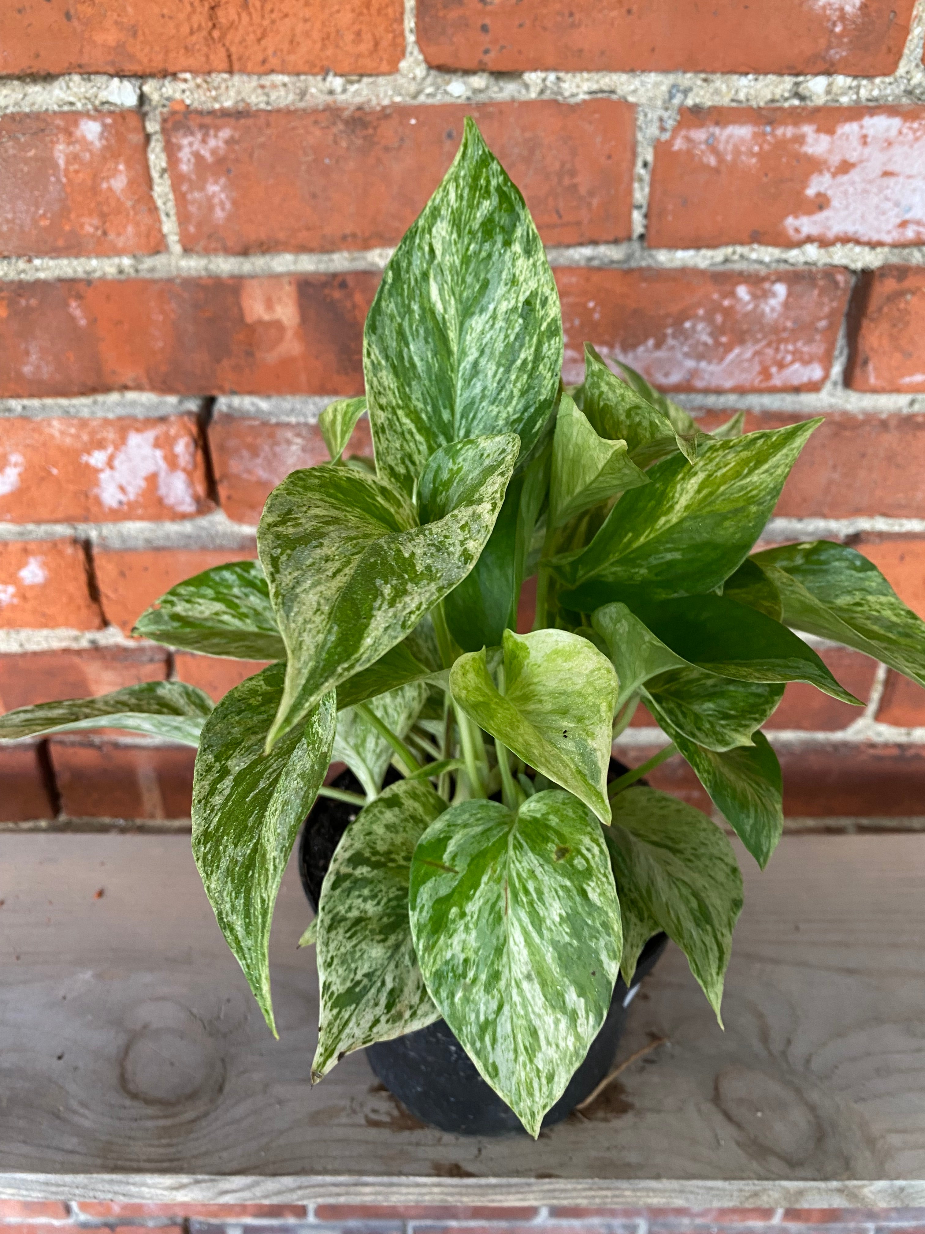 marble queen philodendron Epipremnum ‘Marble Queen Pothos’