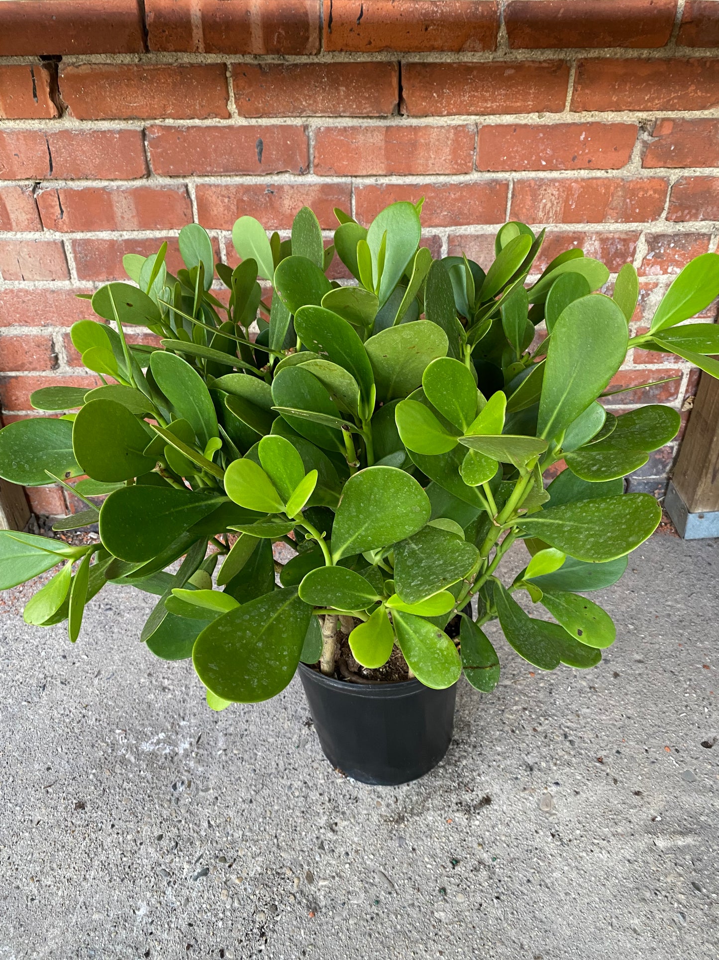 Clusia rosea ‘Princess Tree’