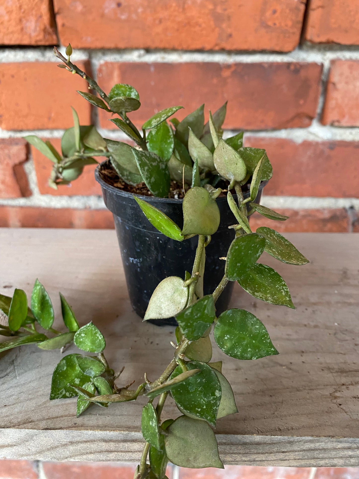 Hoya krohniana 'Splash'