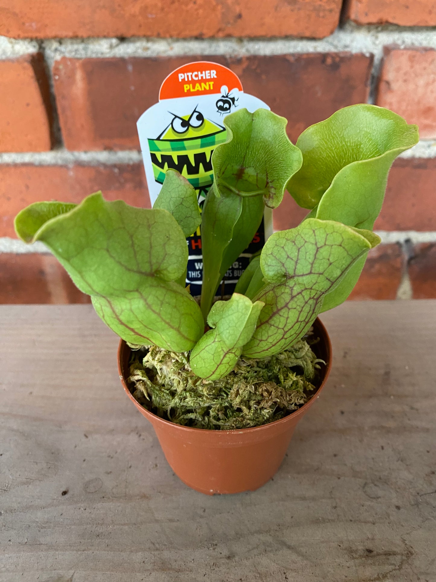 Sarracenia 'Carnivorus Trumpet'