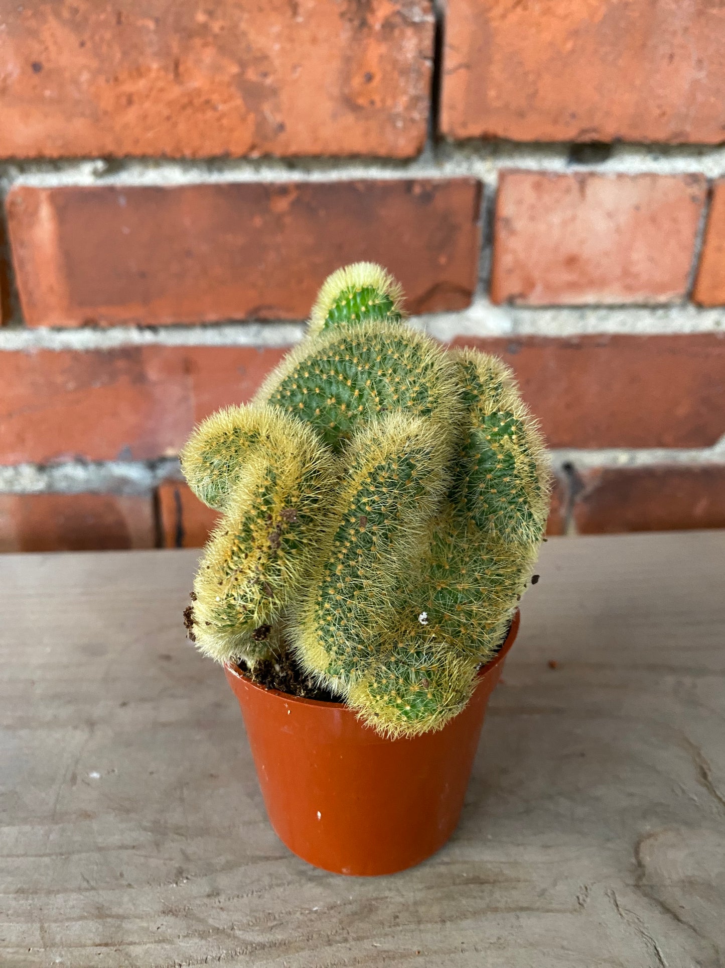 Cleistocactus winteri 'Crested Golden'