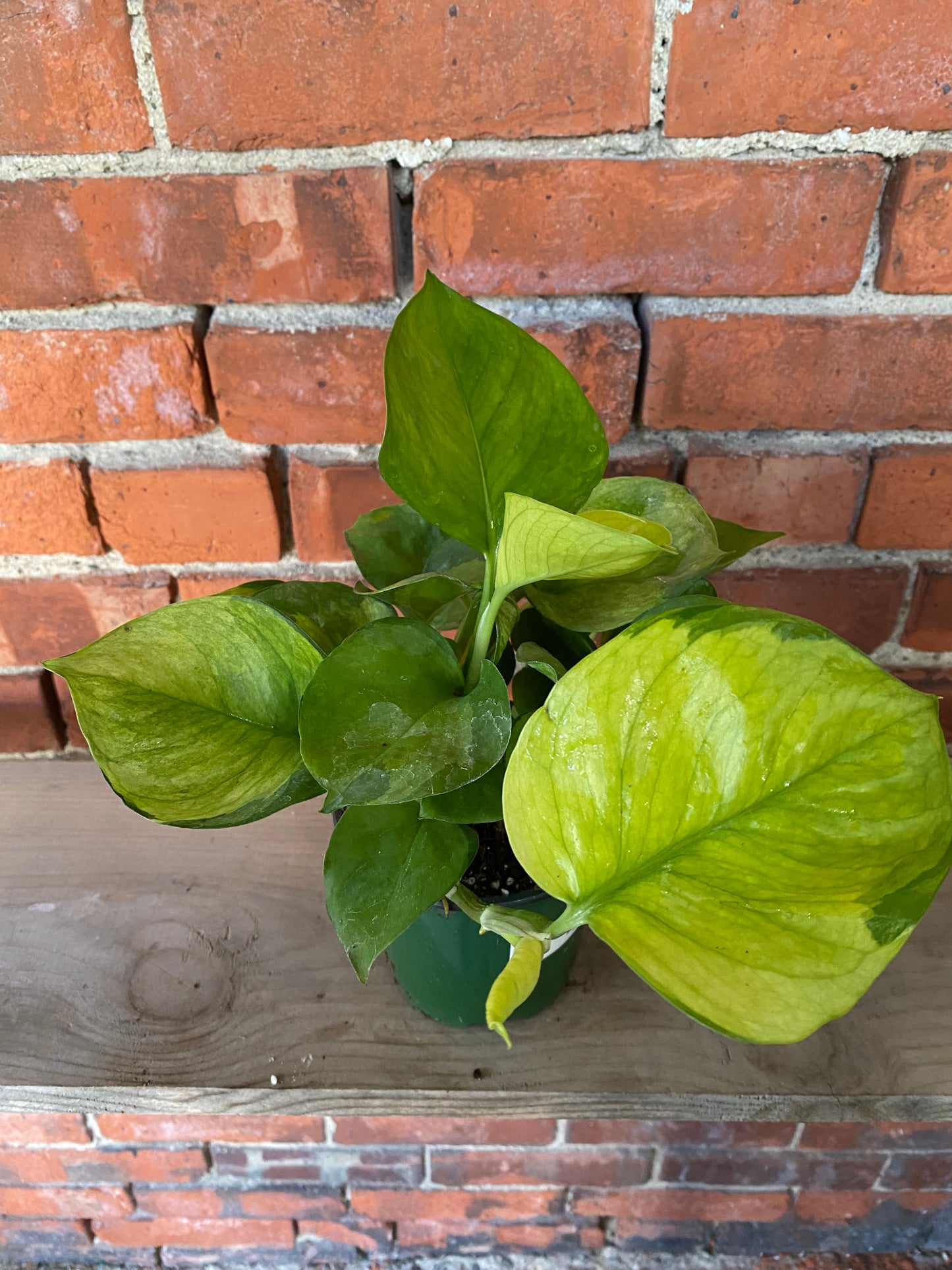 Epipremnum aureum 'Guacamole Pothos'