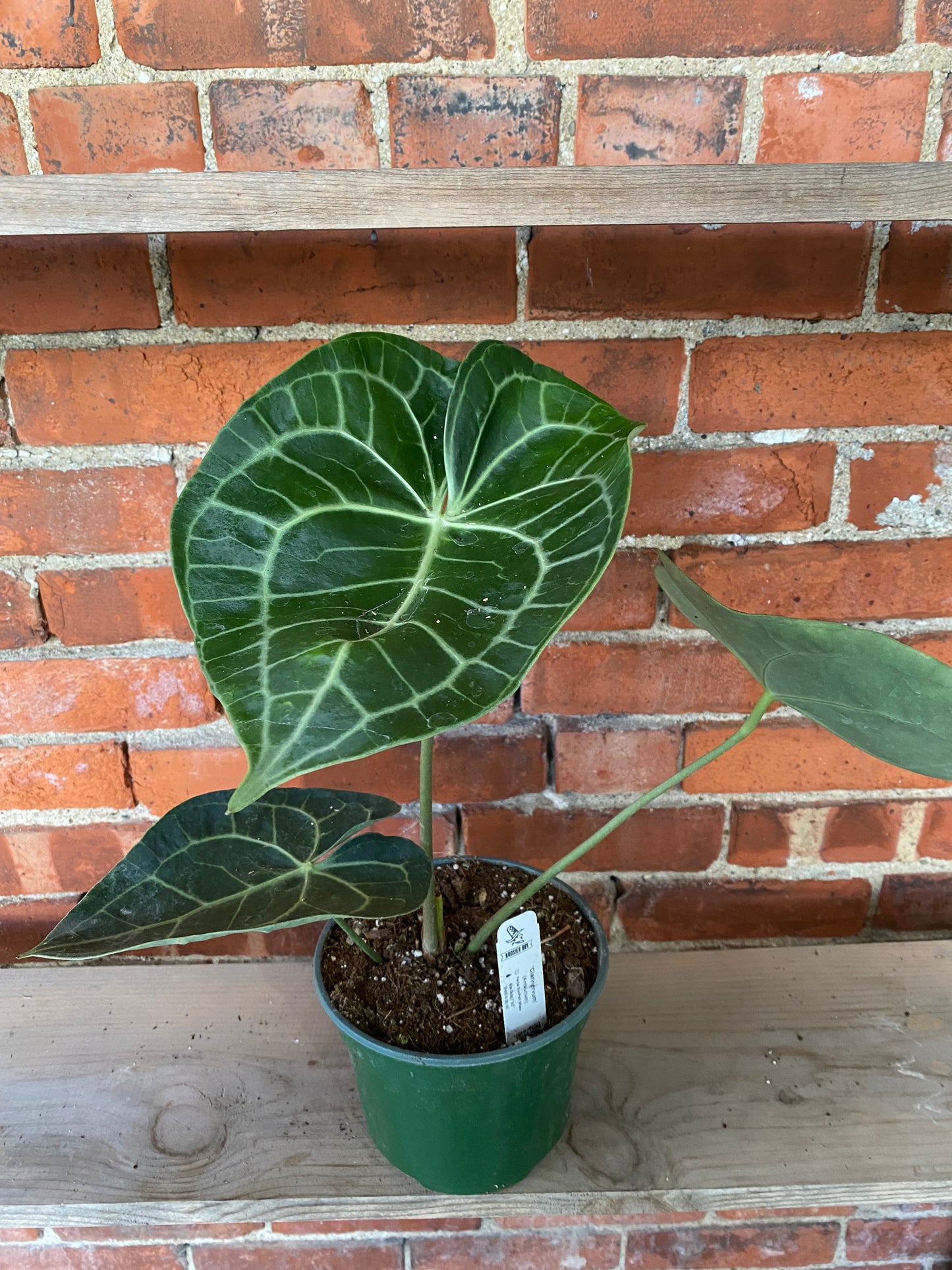 Anthurium clarinervium