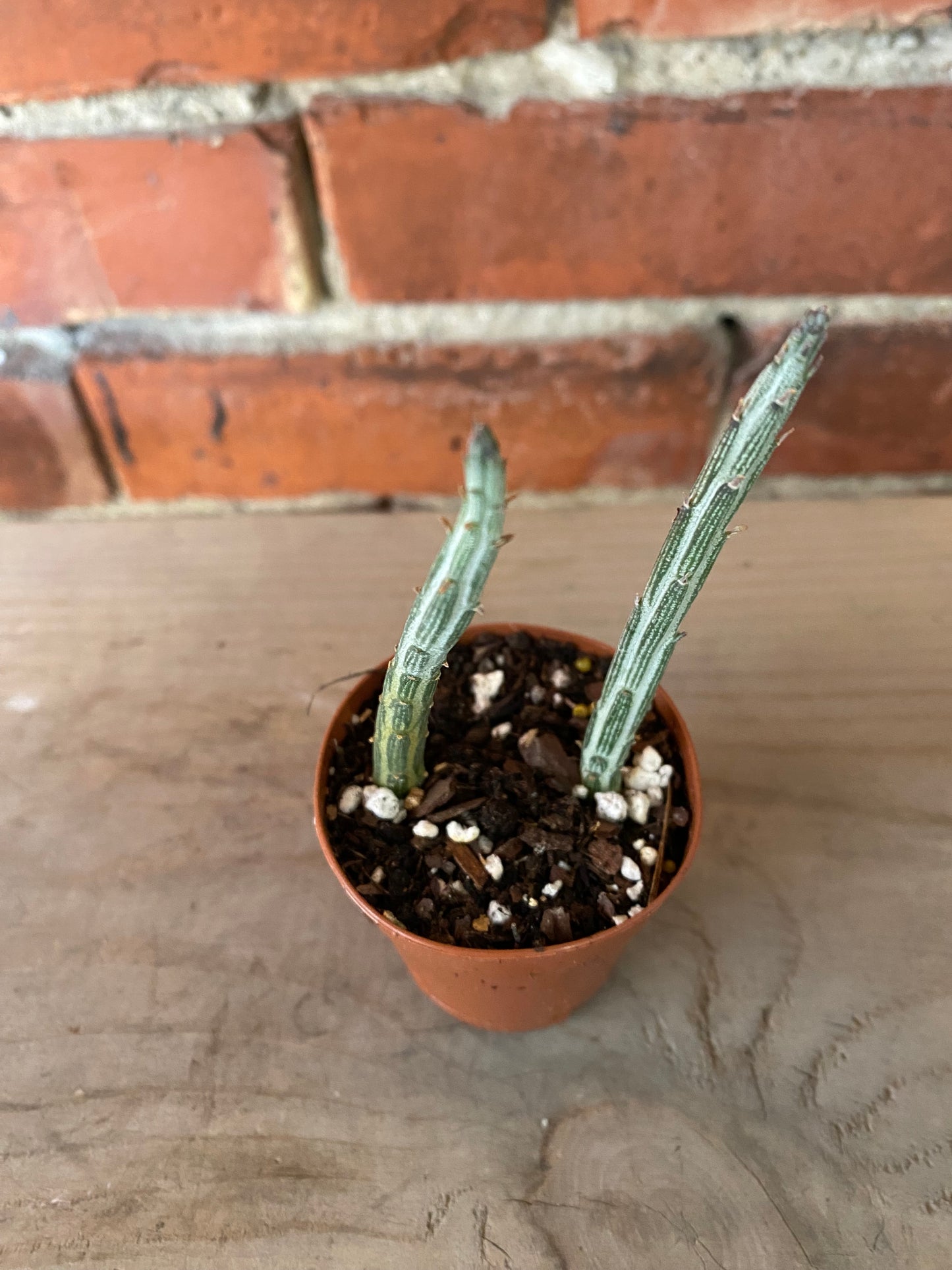 Kleinia Stapeliiformis ‘Pickle Plant’