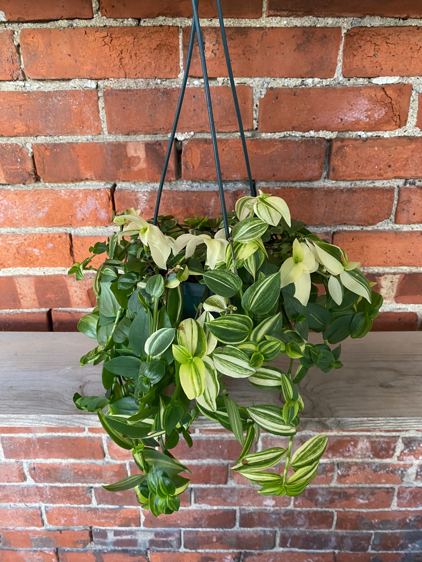 Tradescantia 'Yellow'