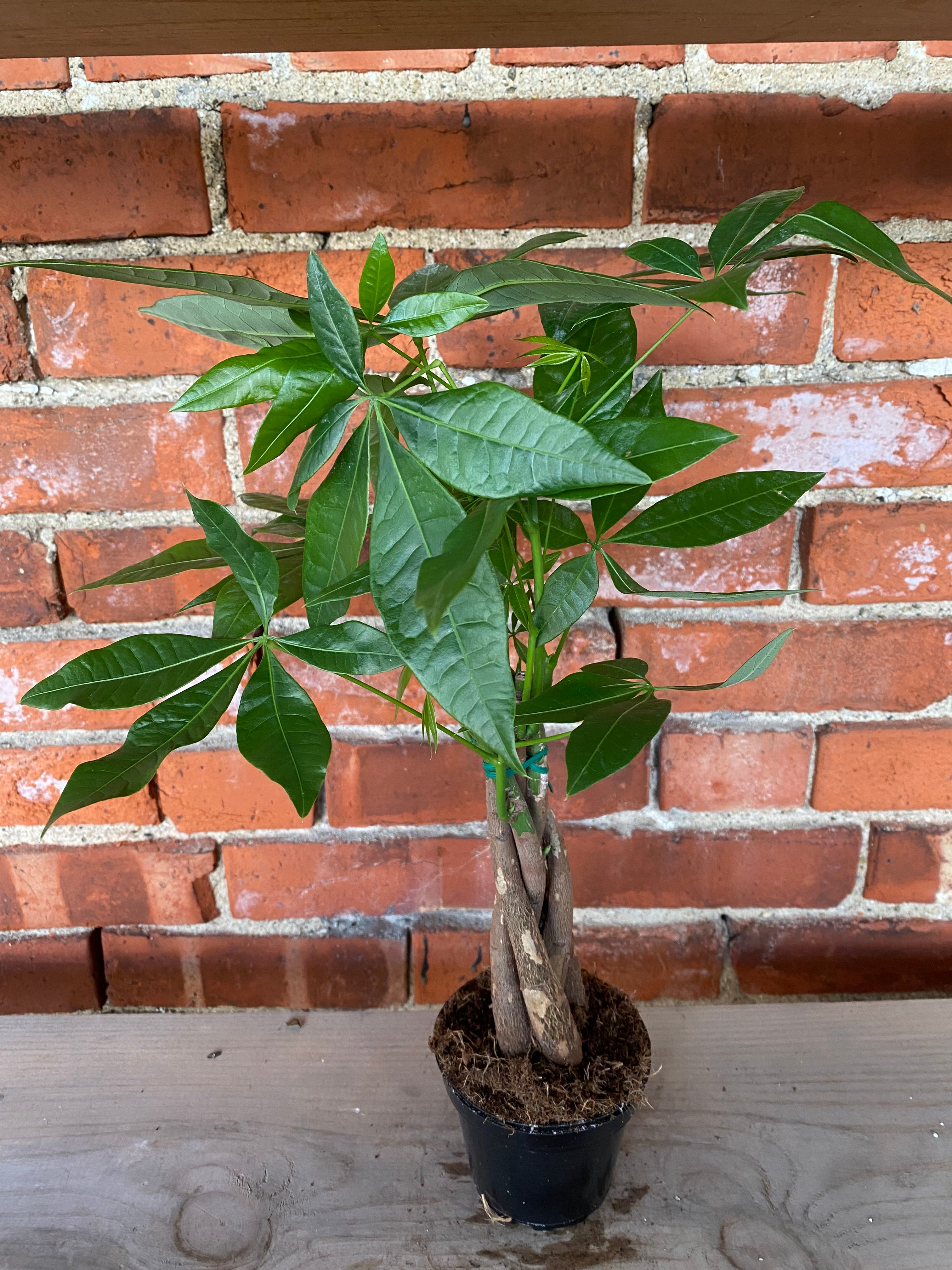 Pachira aquatica 'Money Tree' – Snakeroot Botanicals