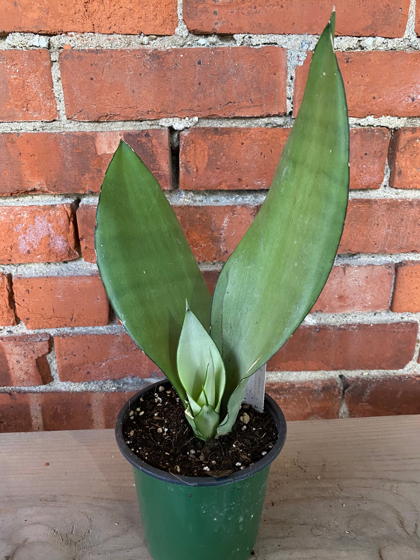Sansevieria ‘Moonshine’