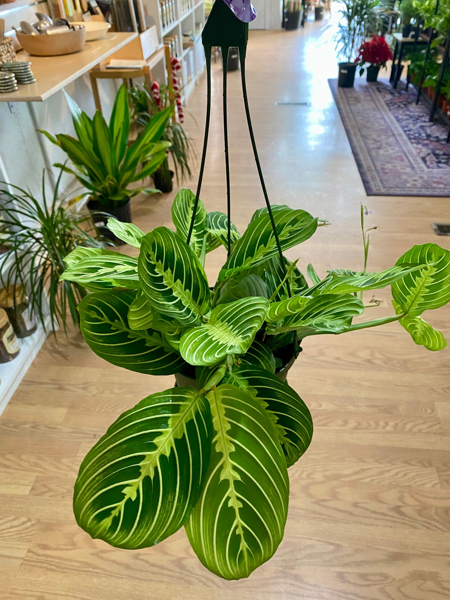Maranta 'Lemon Lime Prayer Plant'