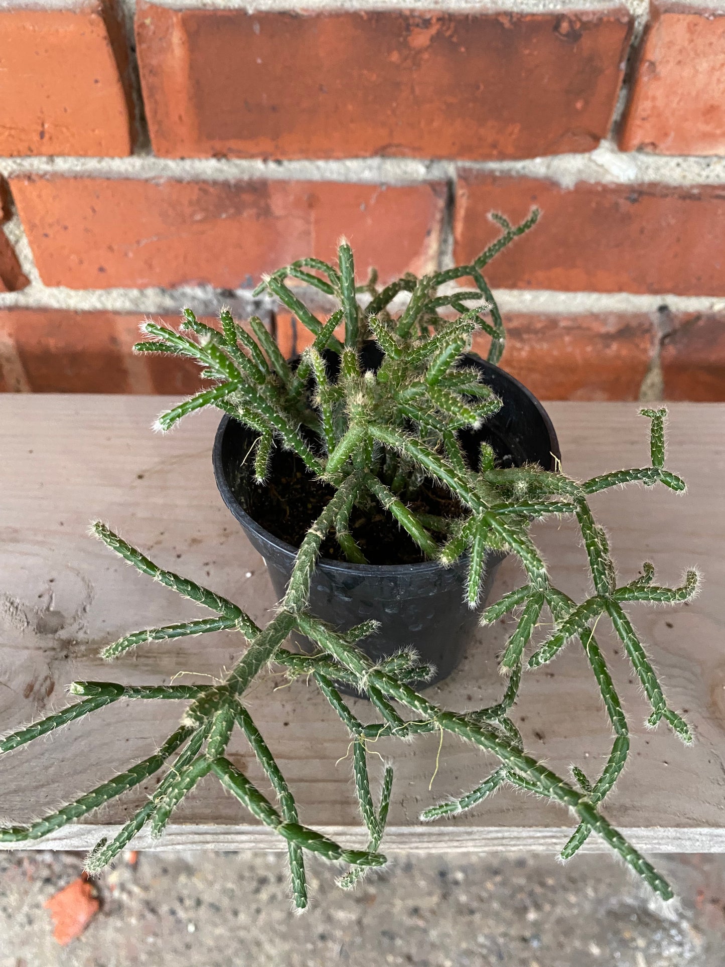Rhipsalis pilocarpa 'Jungle Cactus' - 3" Pot