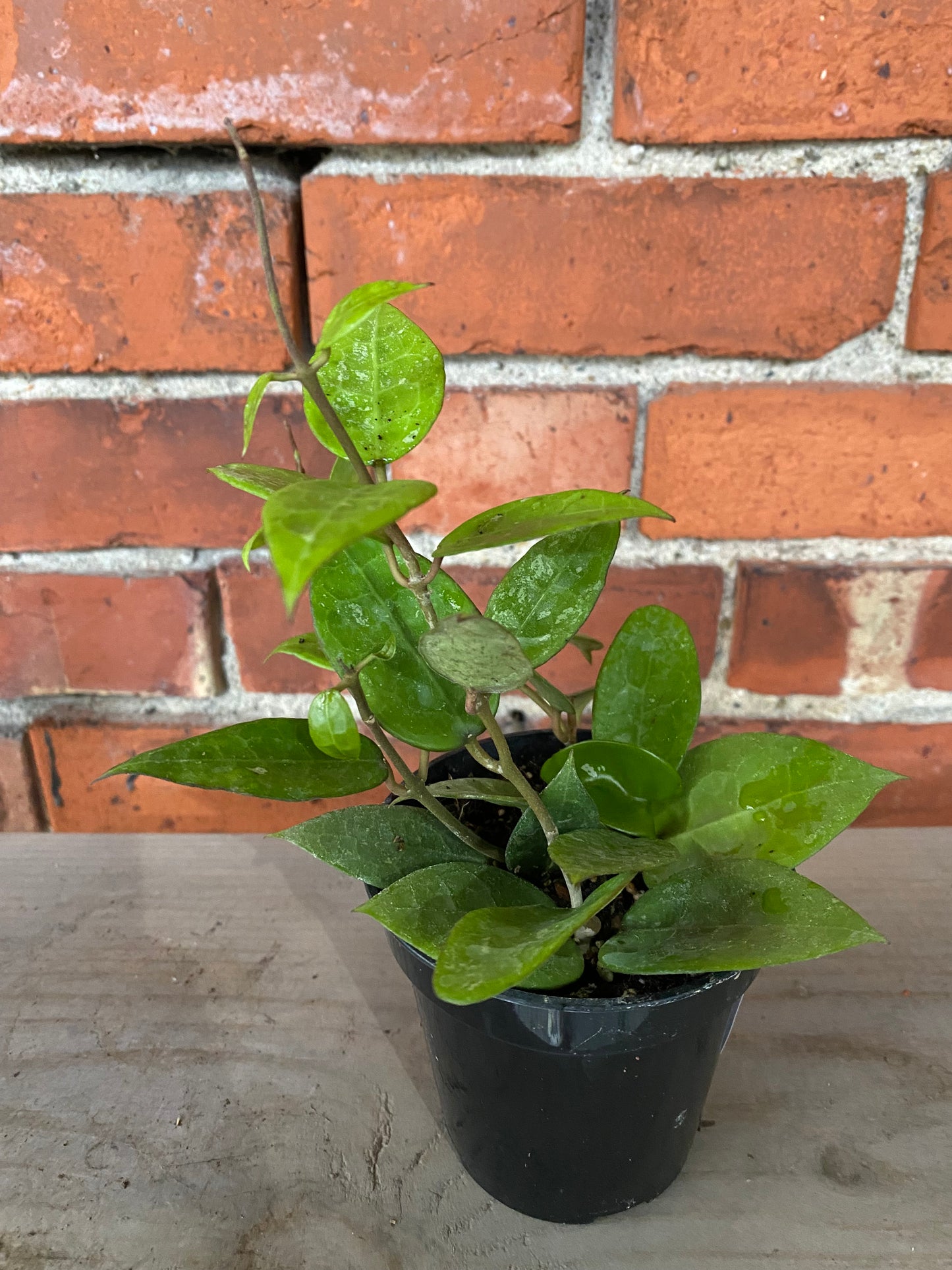 Hoya parasitica 'Black Margin'