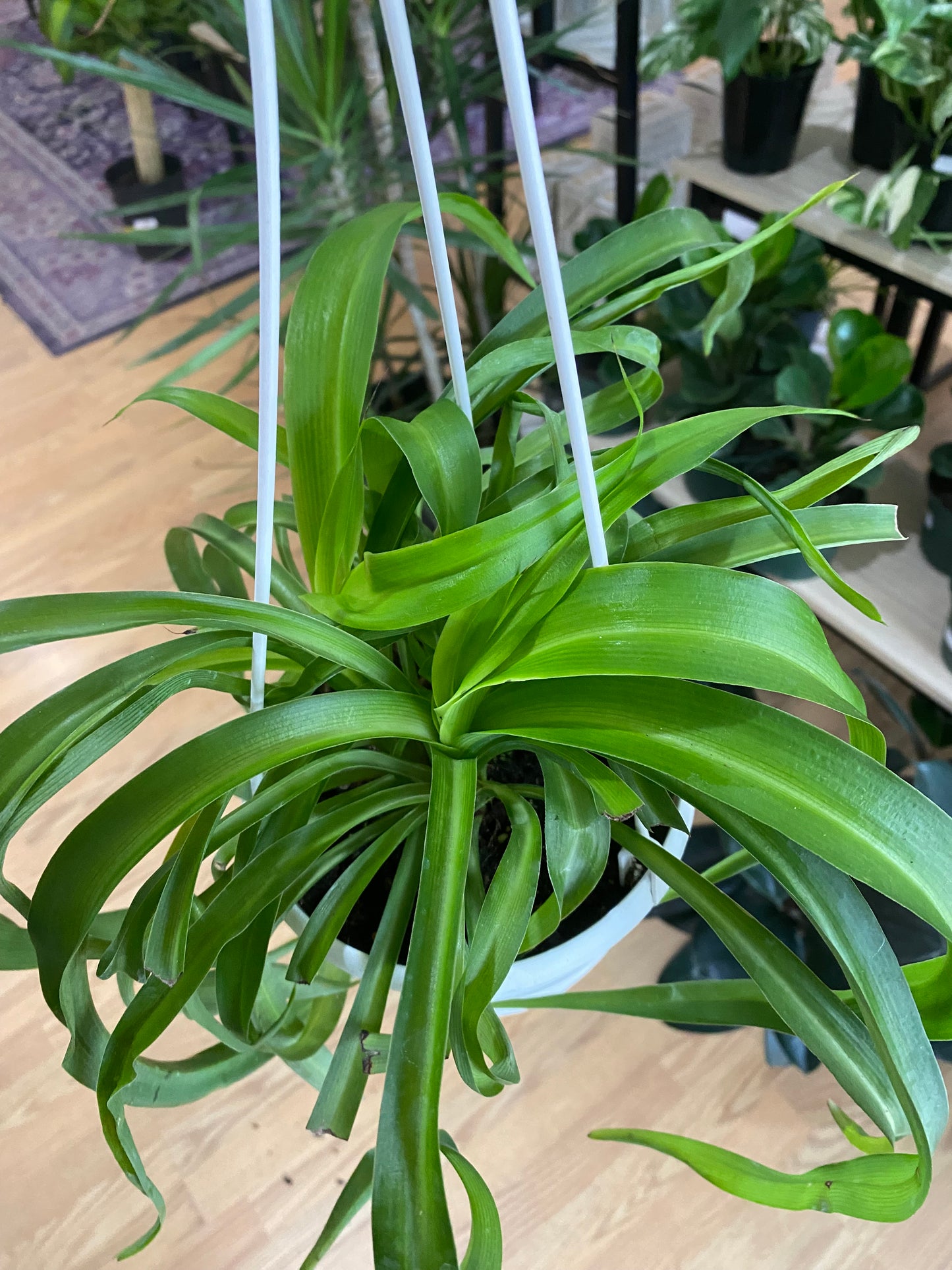 Chlorophytum comosum ‘Green Bonnie Spider Plant’