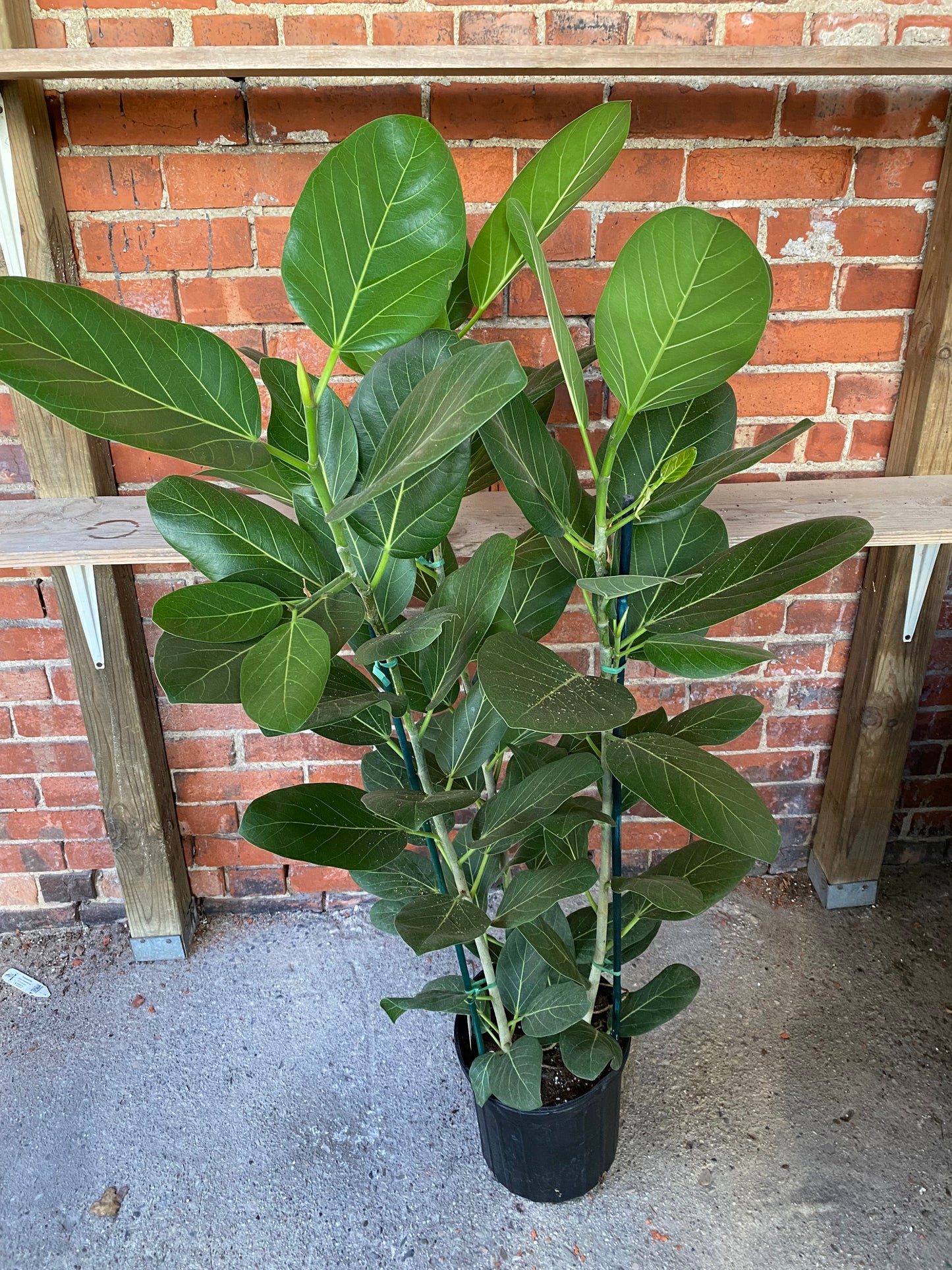 Ficus benghalensis ‘Ficus Audrey’