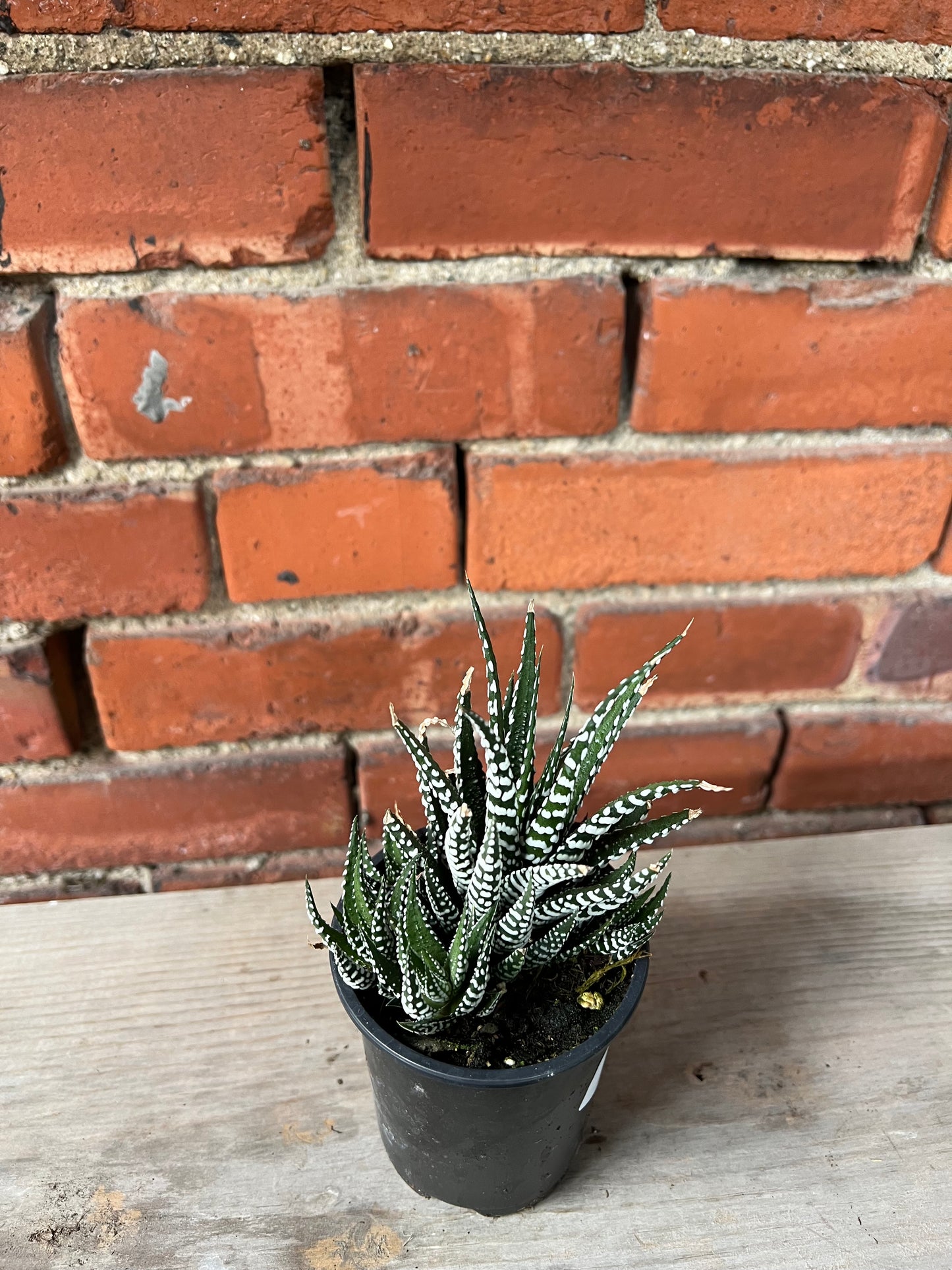 Haworthia 'Big Band'