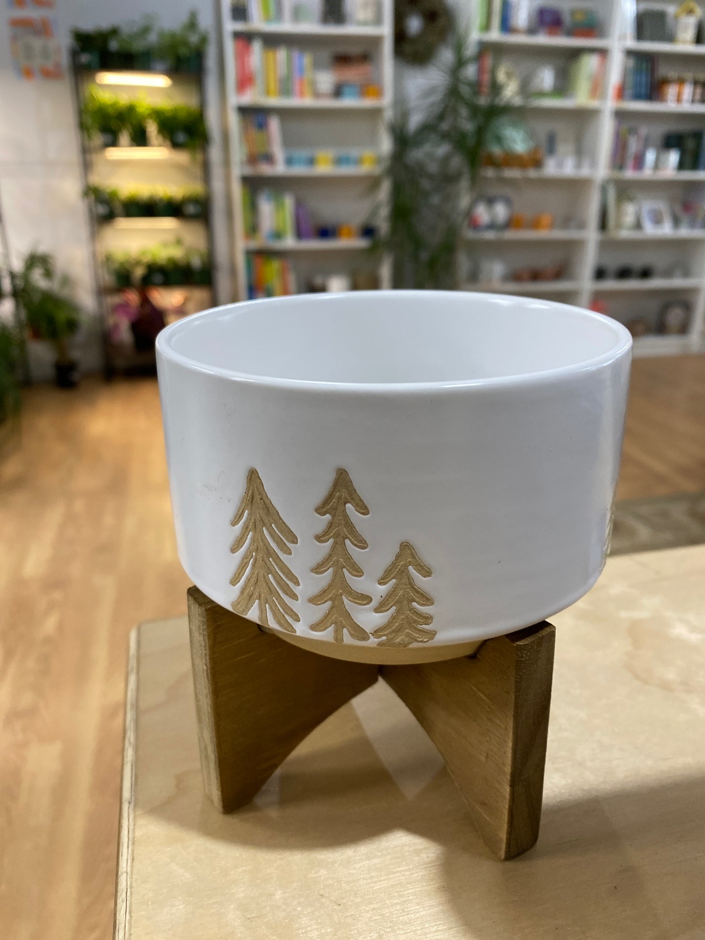 Evergreen Pot