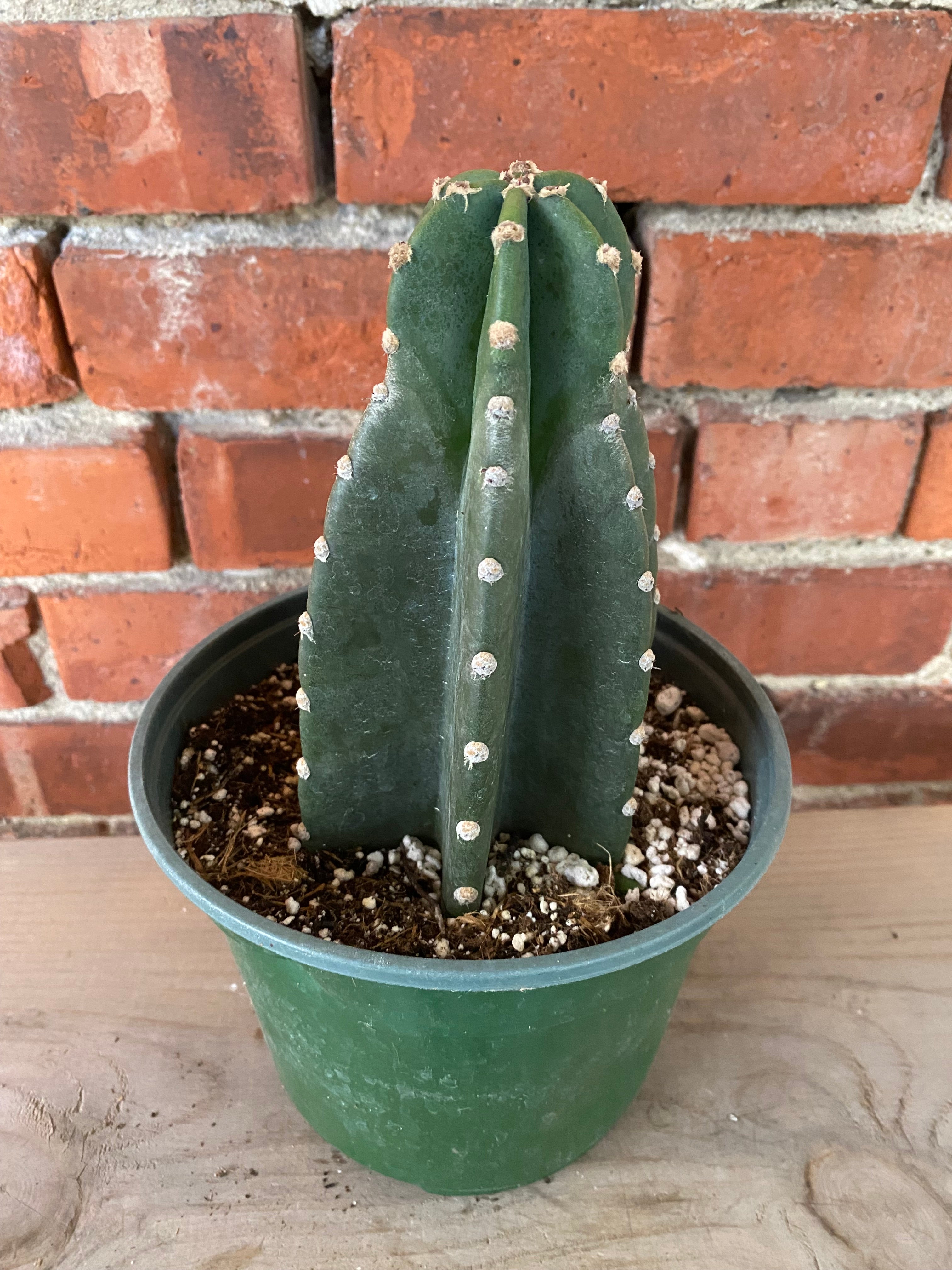 Cereus repandus 'Peruvian Apple Cactus' - 6" Pot  Snakeroot Botanicals