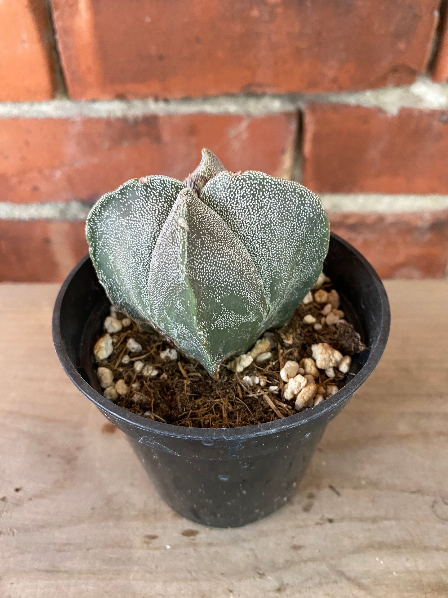 Astrophytum myriostigma 'Bishop's Cap'