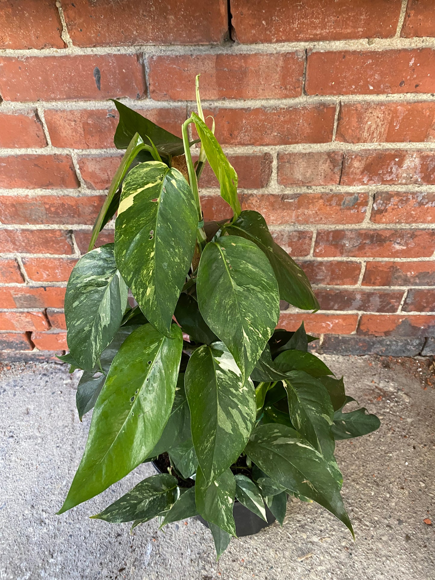 Epipremnum pinnatum 'Albo-variegated'