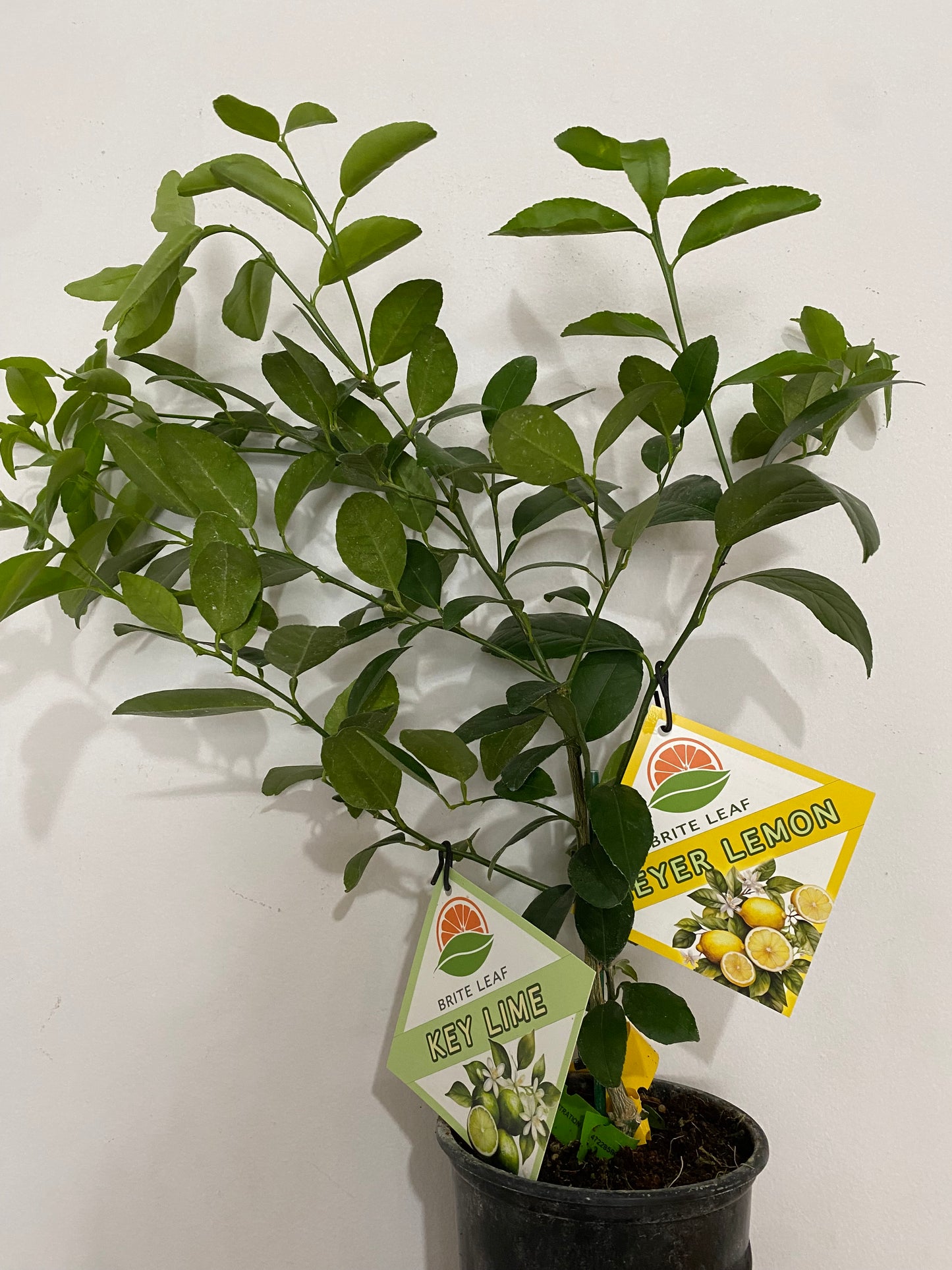 Citrus 'Cocktail Tree'