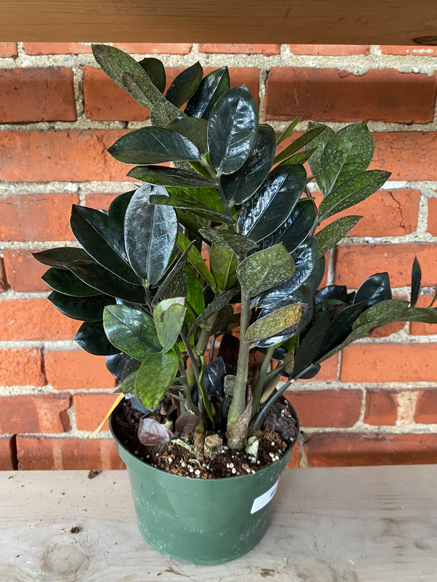 Zamioculcas zamiifolia ‘Raven ZZ’