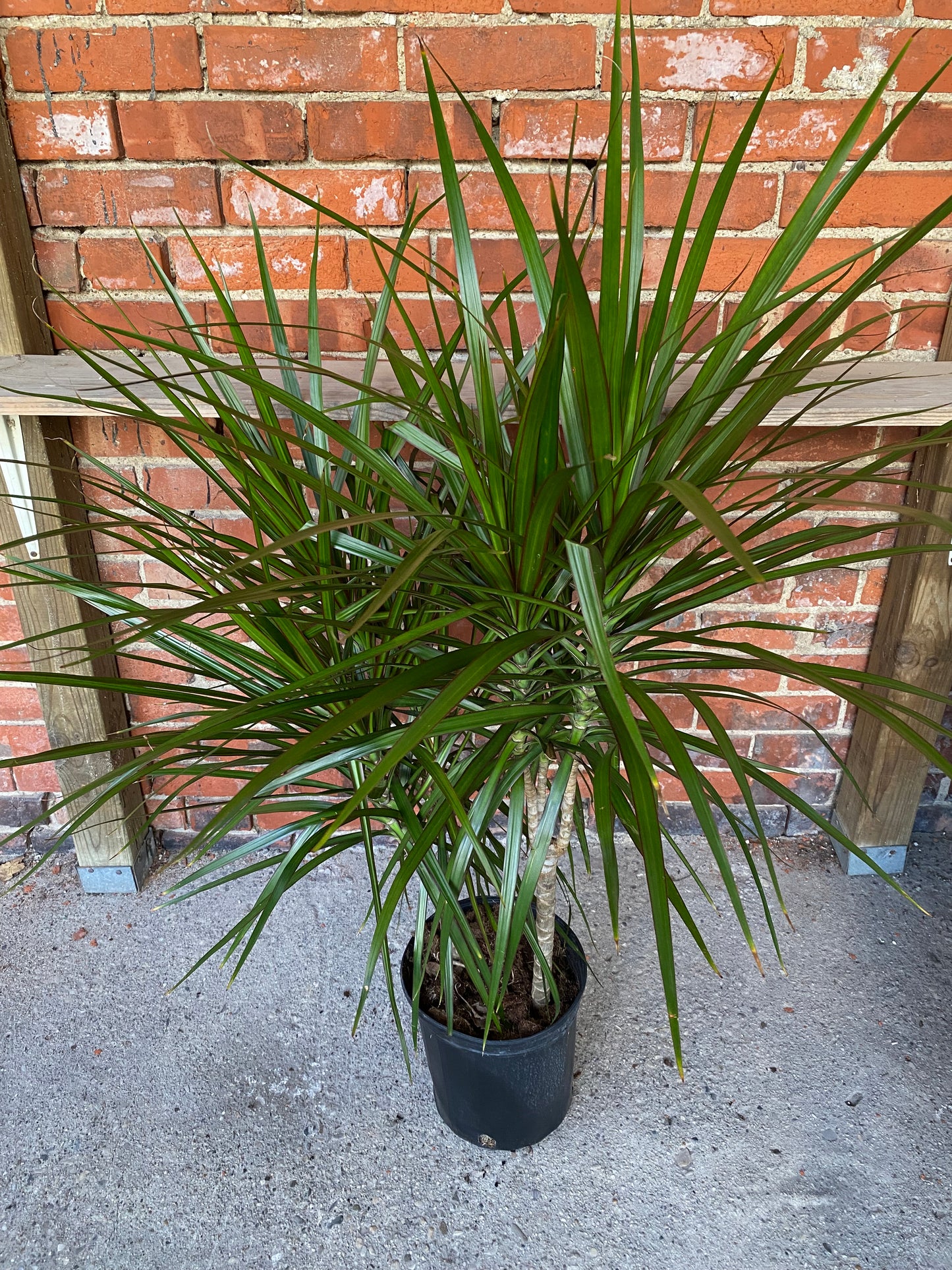 Dracaena Marginata 'Dragon Tree'
