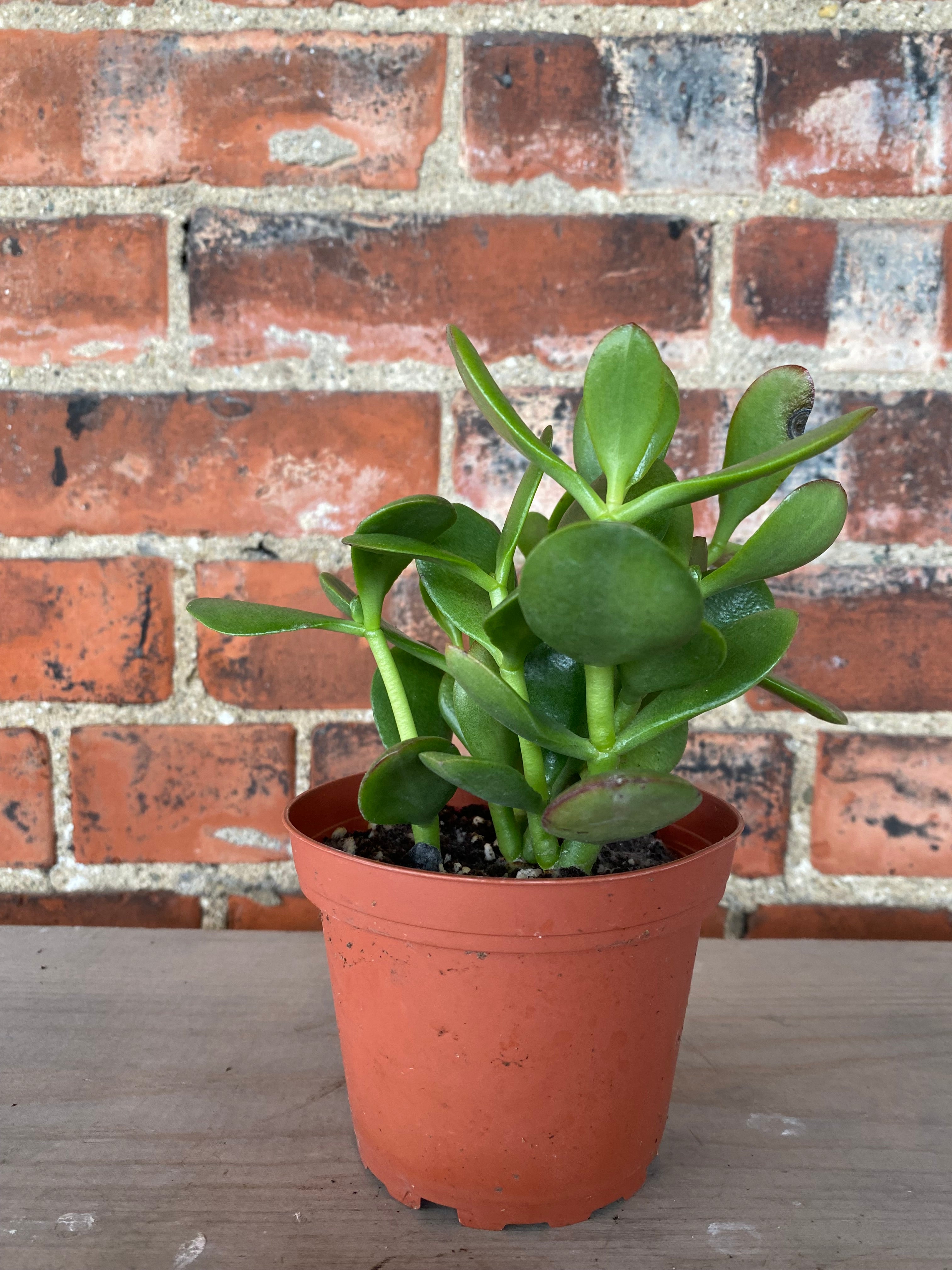 best planter for jade plant Crassula Ovata 'Jade Plant' 4"