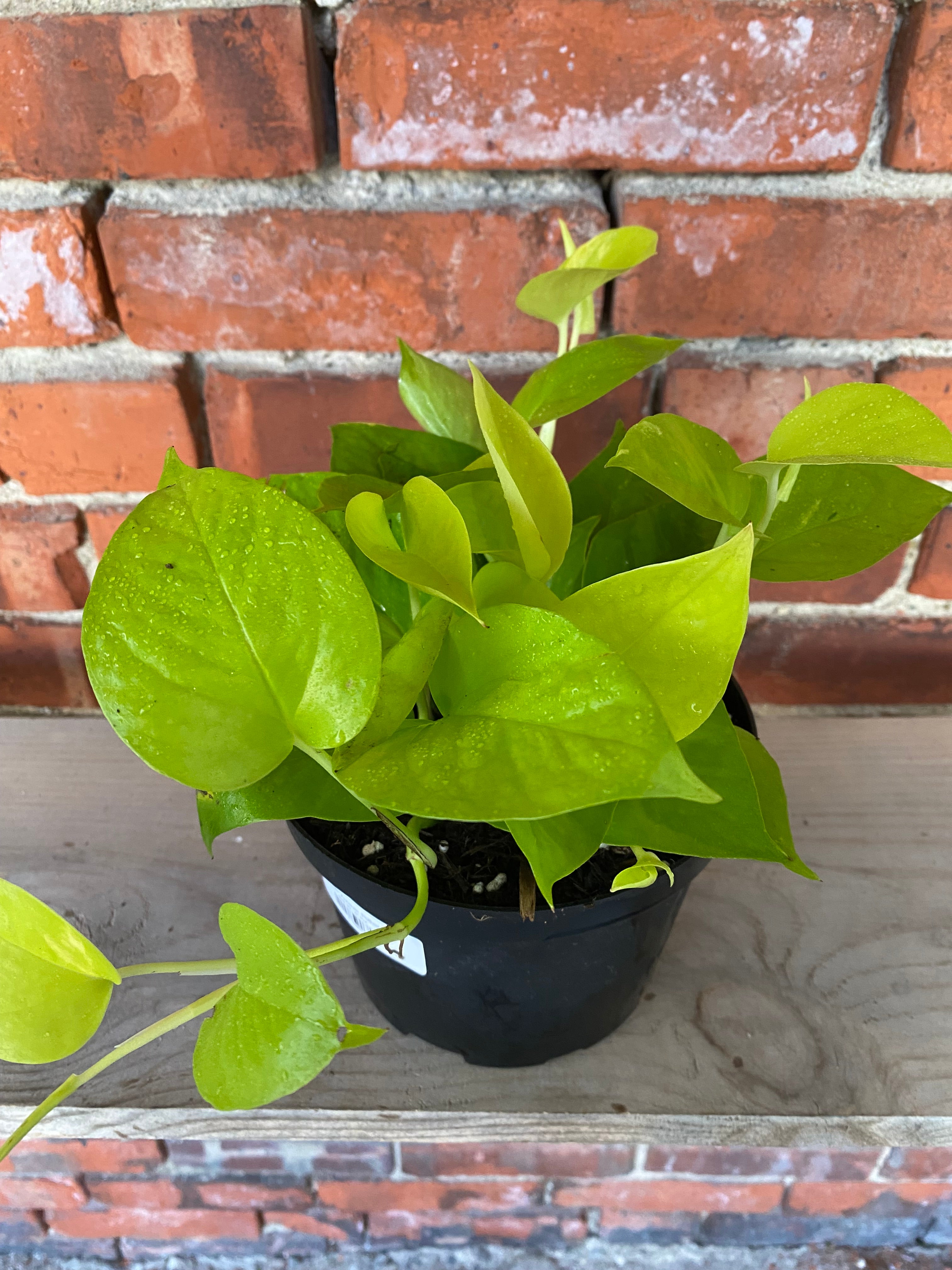 Epipremnum aureum 4in Neon Pothos