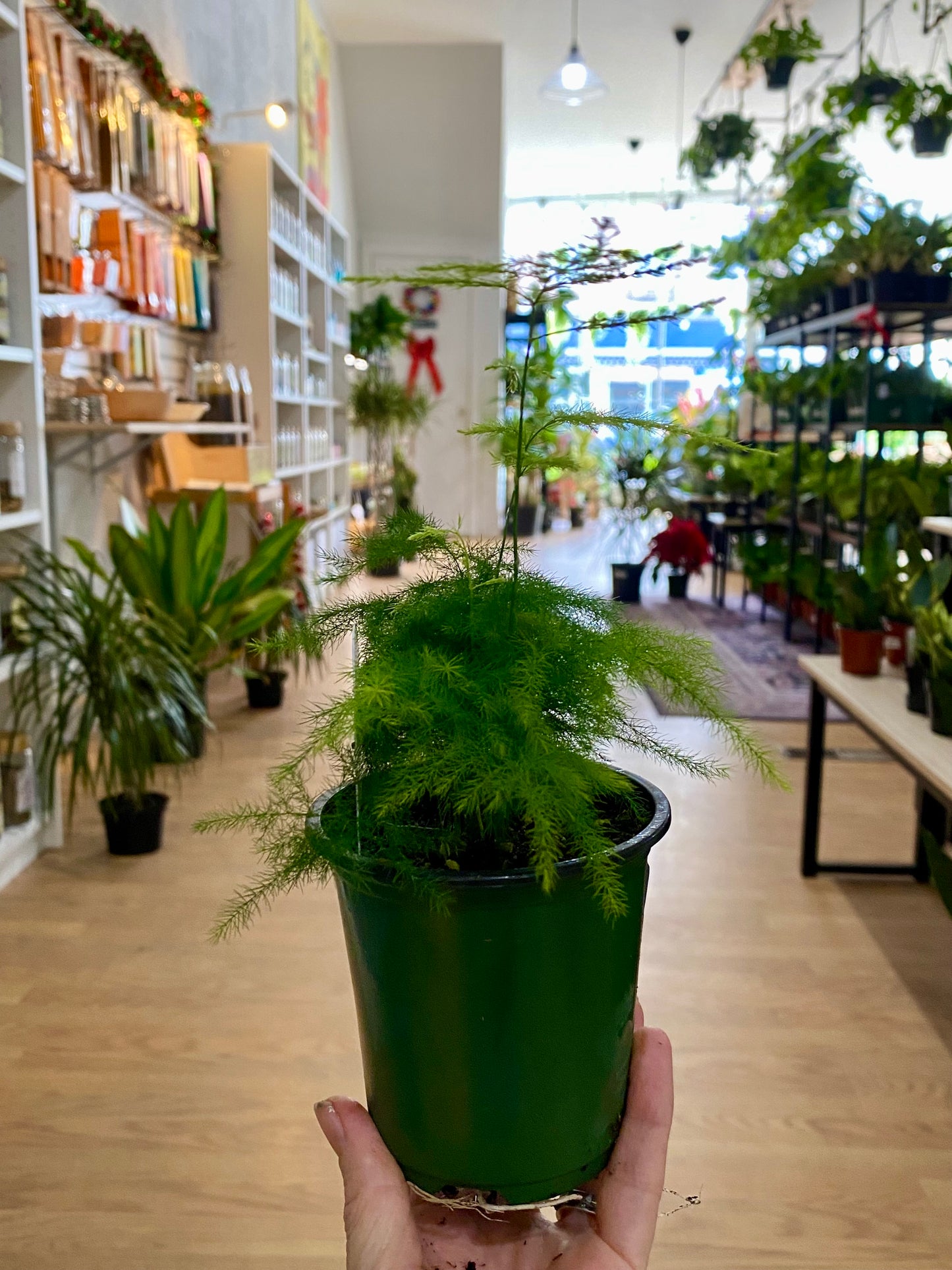 Asparagus setaceus 'Plumosa Fern' - 3.5" Pot