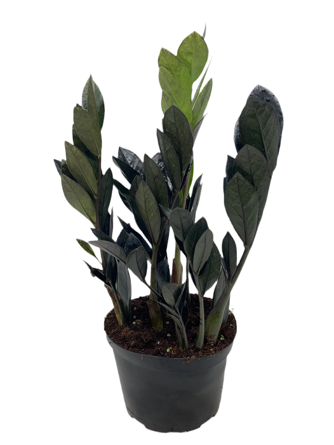 Zamioculcas zamiifolia ‘Raven ZZ’
