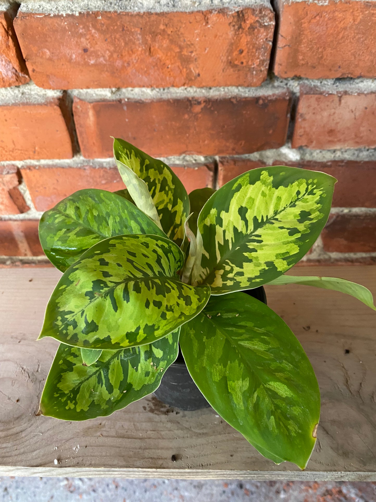 Homalomena 'Camoflage'