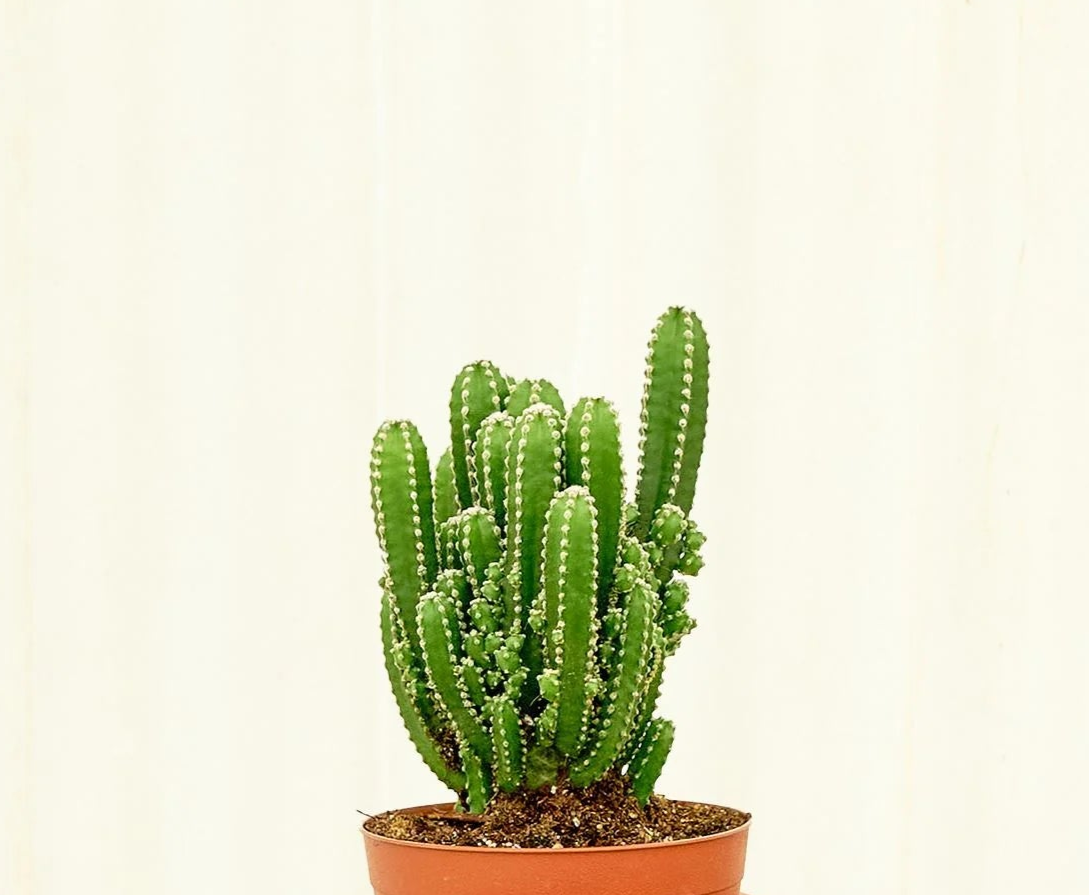 Acanthocereus tetragonus 'Fairy Castle'