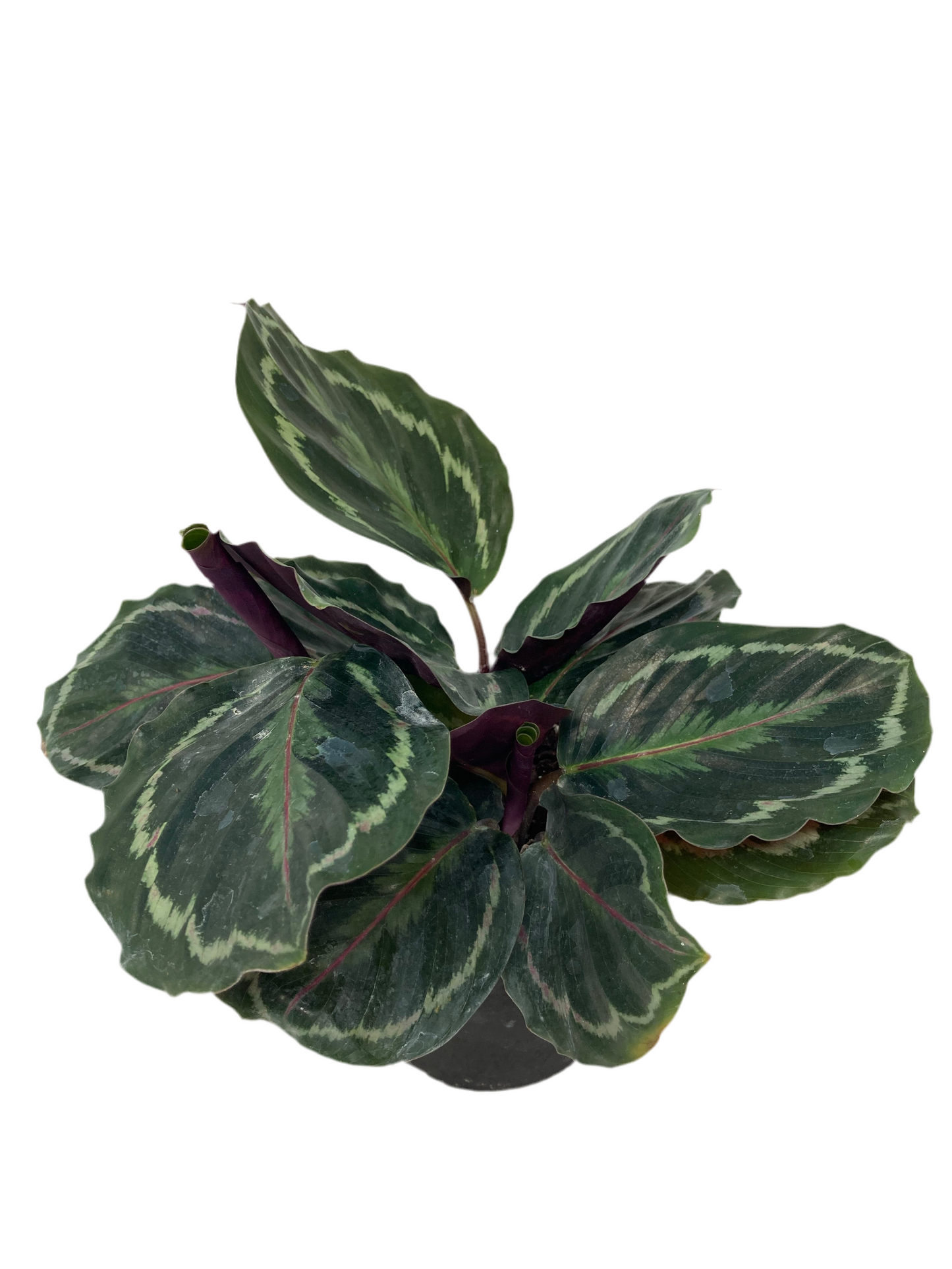 Calathea 'Medallion'