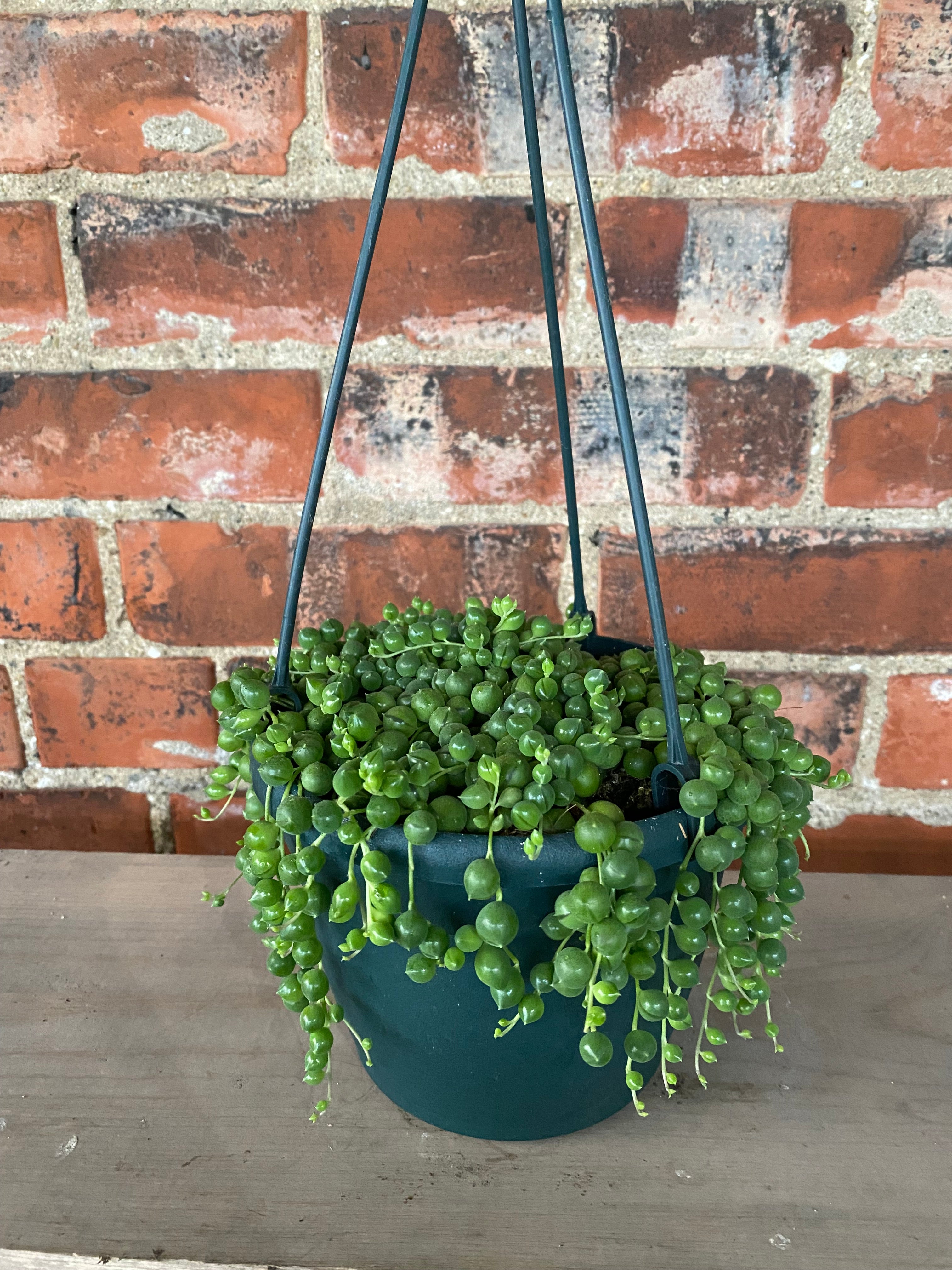 senecio snake plant String of Pearls - Senecio rowleyanus